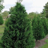 Murray Leyland Cypress Tree (Cupressocyparis leylandii ‘Murray’) | Fast-Growing Evergreen Privacy Hedge | 2.5 Inch Pot