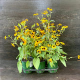 Black-Eyed Susan