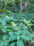 Large Wild Stinging Wood Nettle Bareroot Roots 20 Laportea canadensis