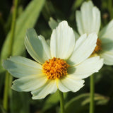 Big Bang™ Polaris Tickseed