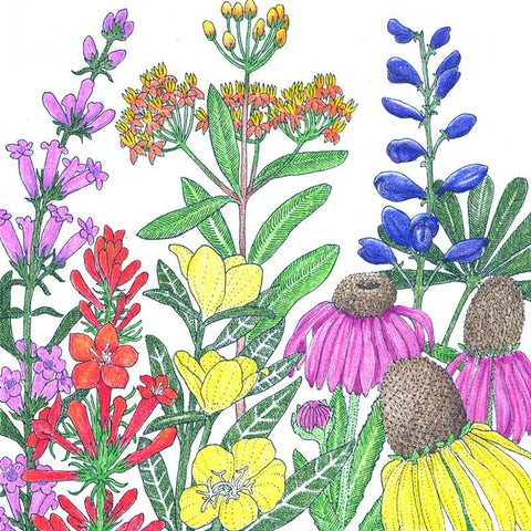 North American Perennial Native Wildflower Mix (1/4 lb) – Grow It Depot