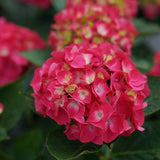 Wee Bit Giddy® Hydrangea