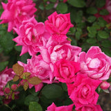 Double Pink Knock Out® Rose