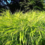 All Gold Japanese Forest Grass, Hakone Grass