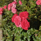 Sweet Drift® Rose