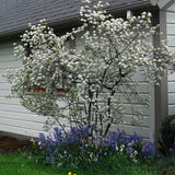 Brilliantissima Chokeberry
