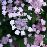 Tiny Tuff Stuff™ Hydrangea