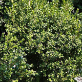 Winter Gem Boxwood