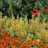 Kudos™ Yellow Hummingbird Mint, Hyssop