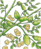 Garbanzo Golden Dragon Bush Bean Seeds (Organic)