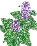 Korean Licorice Mint Seeds (Organic)