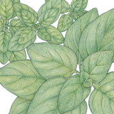 Greek Oregano Seeds (Organic)