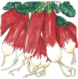 French Breakfast Radish Seeds (Organic)