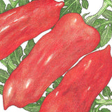 San Marzano Tomato Seeds (Organic)