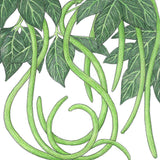 Yard Long Pole Bean Seeds (Organic)