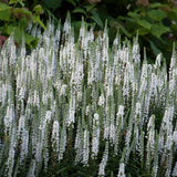 Magic Show® White Wands Speedwell