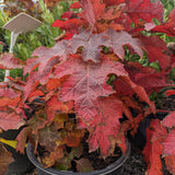 Ruby Slippers Oakleaf Hydrangea