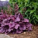 Primo® Wild Rose Heuchera