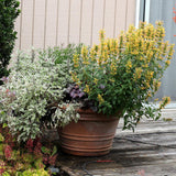 Kudos™ Yellow Hummingbird Mint, Hyssop