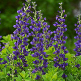 PW® Decadence® Sparkling Sapphires False Indigo