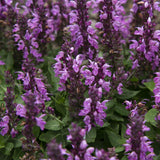 Rose Marvel Meadow Sage