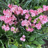 Blaauw's Pink Azalea