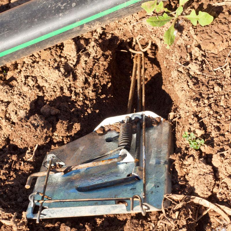 Grow Organic Cinch Gopher Trap - Thumbnail 3