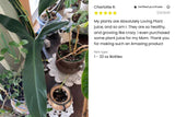 Plant Juice