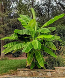 Musa Basjoo Banana – Cold Hardy Japanese Fiber Banana Plant – Bare Root Starter – Tropical Look – Non-Fruiting Ornamental Banana