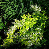 Chardonnay Pearls® Deutzia