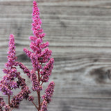 Vision in Red Chinese Astilbe