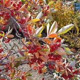 Brilliantissima Chokeberry