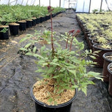Fanal Astilbe
