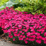 Paint the Town Magenta Dianthus