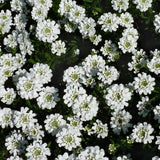 Snowsurfer™ Candytuft