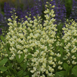 Decadence® Vanilla Cream False Indigo
