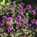 Purple Dome New England Aster