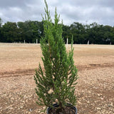 Blue Point Juniper