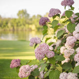 Invincibelle® Spirit II Hydrangea
