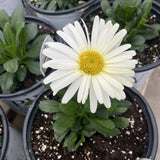 PW® Amazing Daisies® Banana Cream II Shasta Daisy