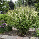 Decadence® Vanilla Cream False Indigo