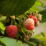 Raspberry - Red Heritage