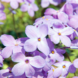 Sherwood Purple Creeping Phlox