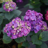 Let's Dance® Big Band® Hydrangea