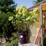 First Editions® Berry White® Hydrangea
