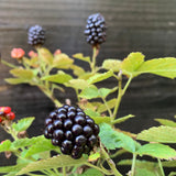 Bushel and Berry® Baby Cakes® Thornless Blackberry