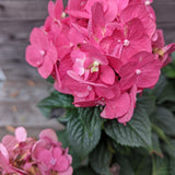 Endless Summer® Summer Crush® Hydrangea