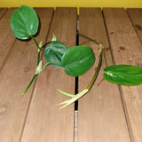 Philodendron Cordatum Heartleaf Rooted Cutting – Live Houseplant | Easy-Care Indoor Plant | Natural Green Décor Vine