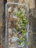 3 Lenten Rose Live Starter Plants -  Helleborus spp.