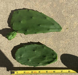 Opuntia Ficus-Indica Cactus Pads | 4 Fresh Edible Prickly Pear Nopales | Organic Spineless Cactus | Healthy, Ready to Plant or Cook